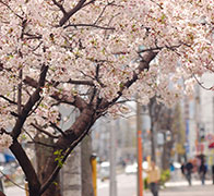 タップハウスが入っているビルの前にある桜の木